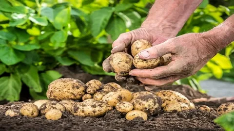 فروش استثنایی + قیمت عالی سیب زمینی شیرین